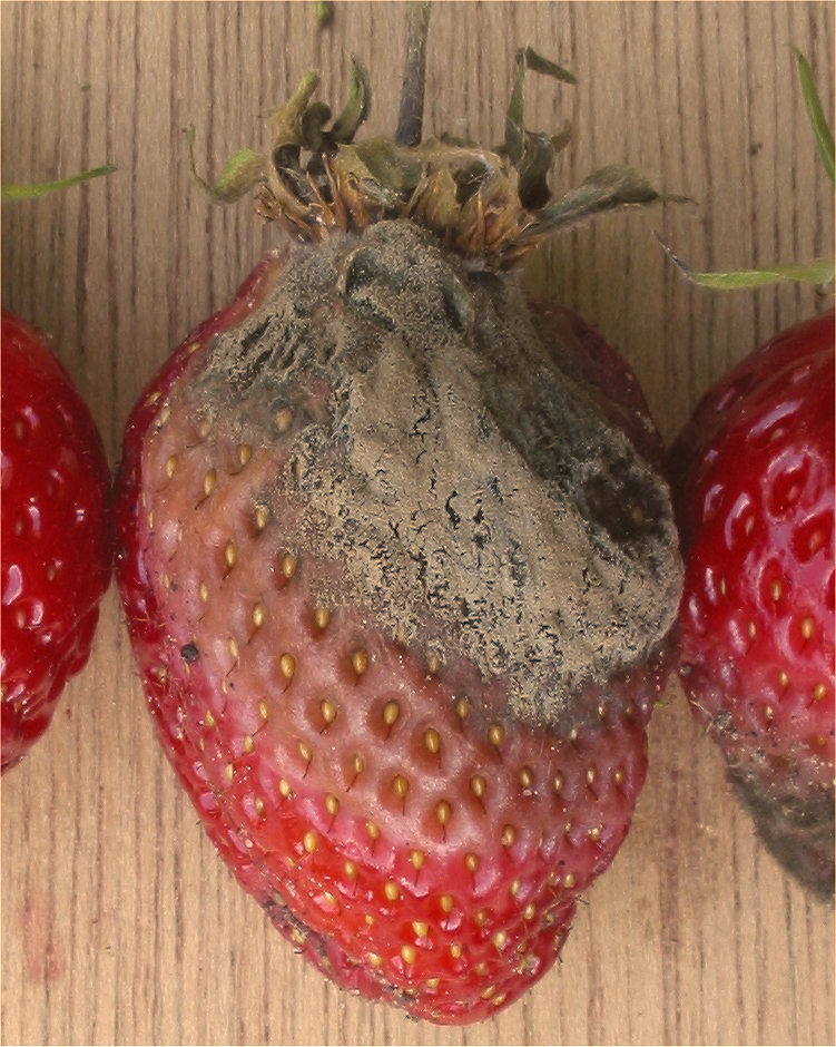 Podridão Cinzenta (Botrytis) em morango