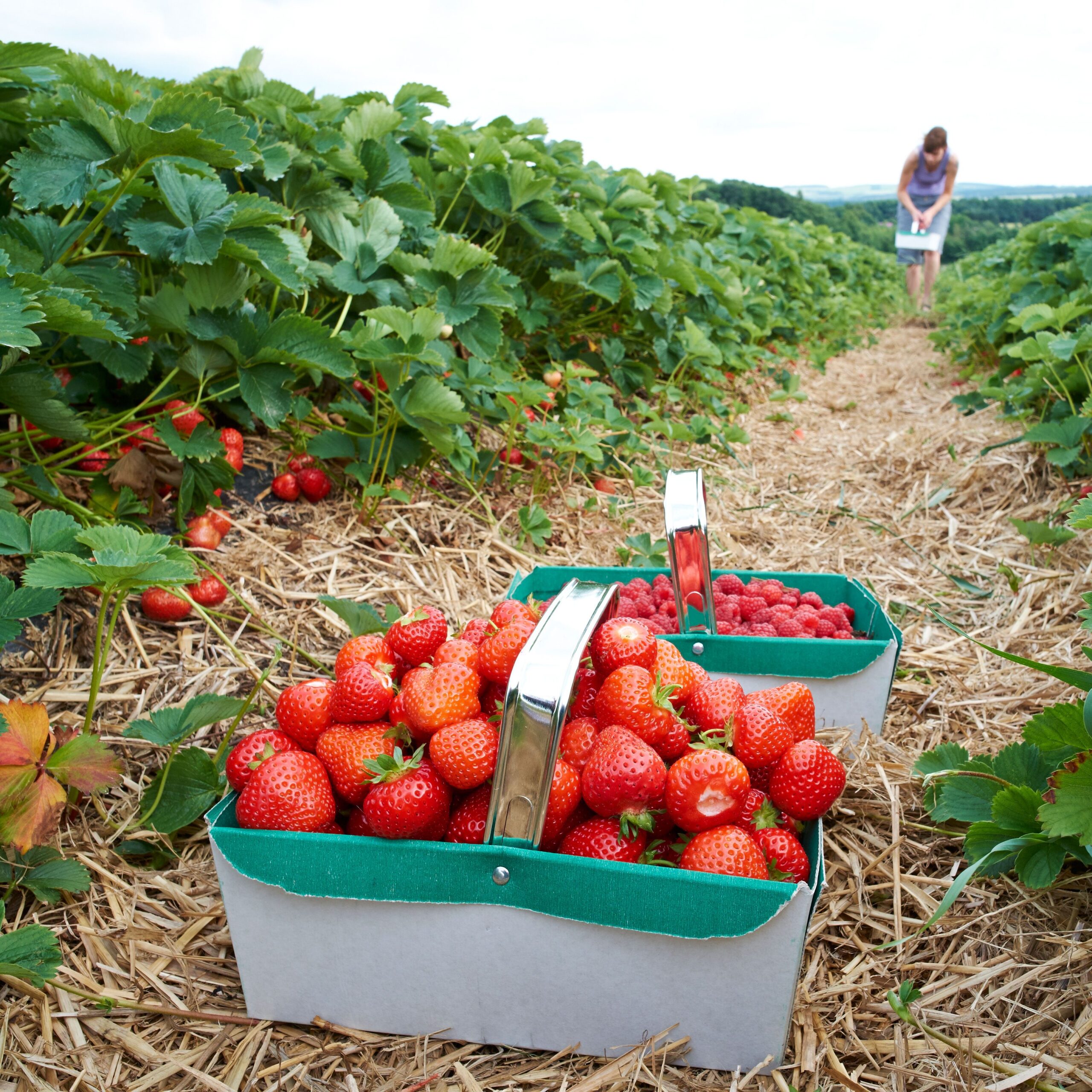 Especialista em agricultura analisando plantação de morangos