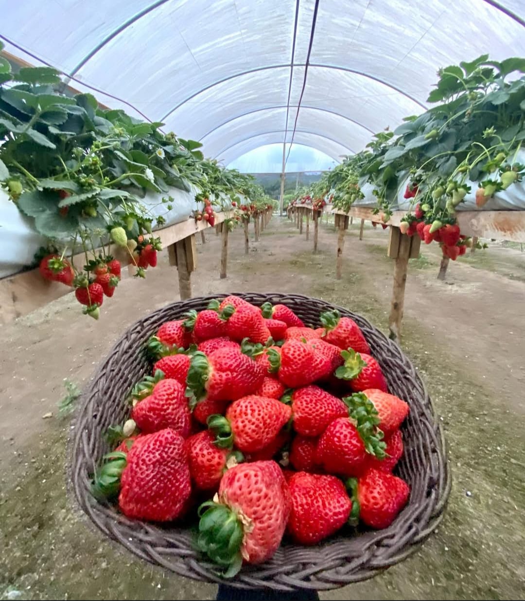 Para quem é este guia