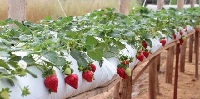 Guia Morango Irrigado