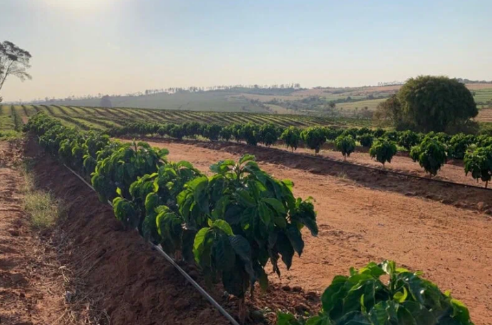 Sistema de irrigação em cafezal