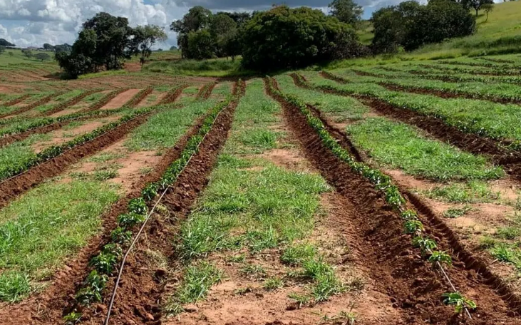 Irrigação de café