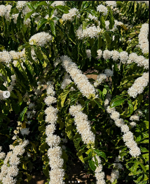Irrigação de café - sistema em operação