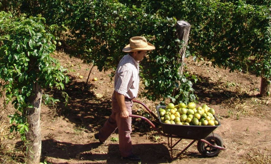 Como plantar maracujá