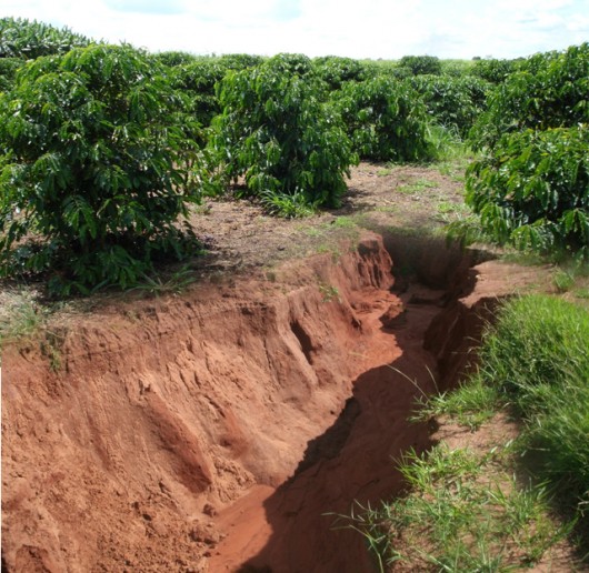 Café com erosão do solo