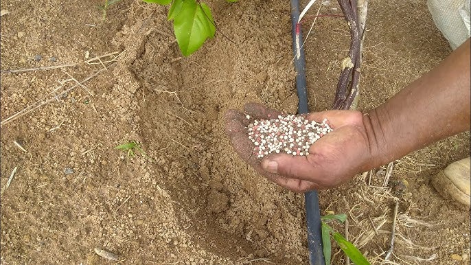 Cultivo de maracujá