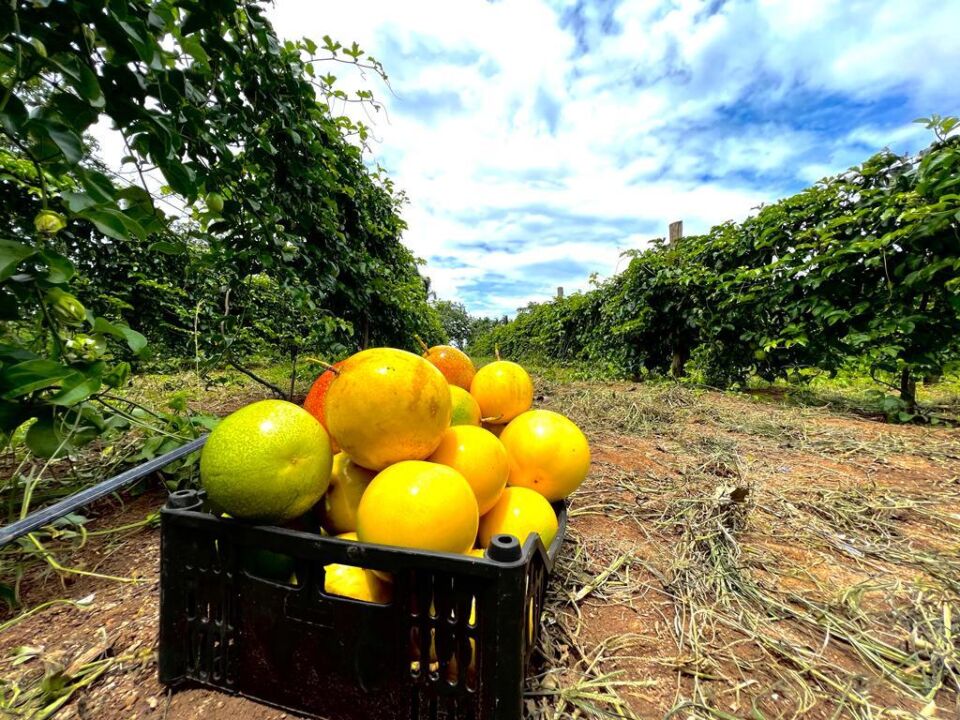 Plantio de maracujá