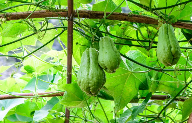 Plantação de chuchu