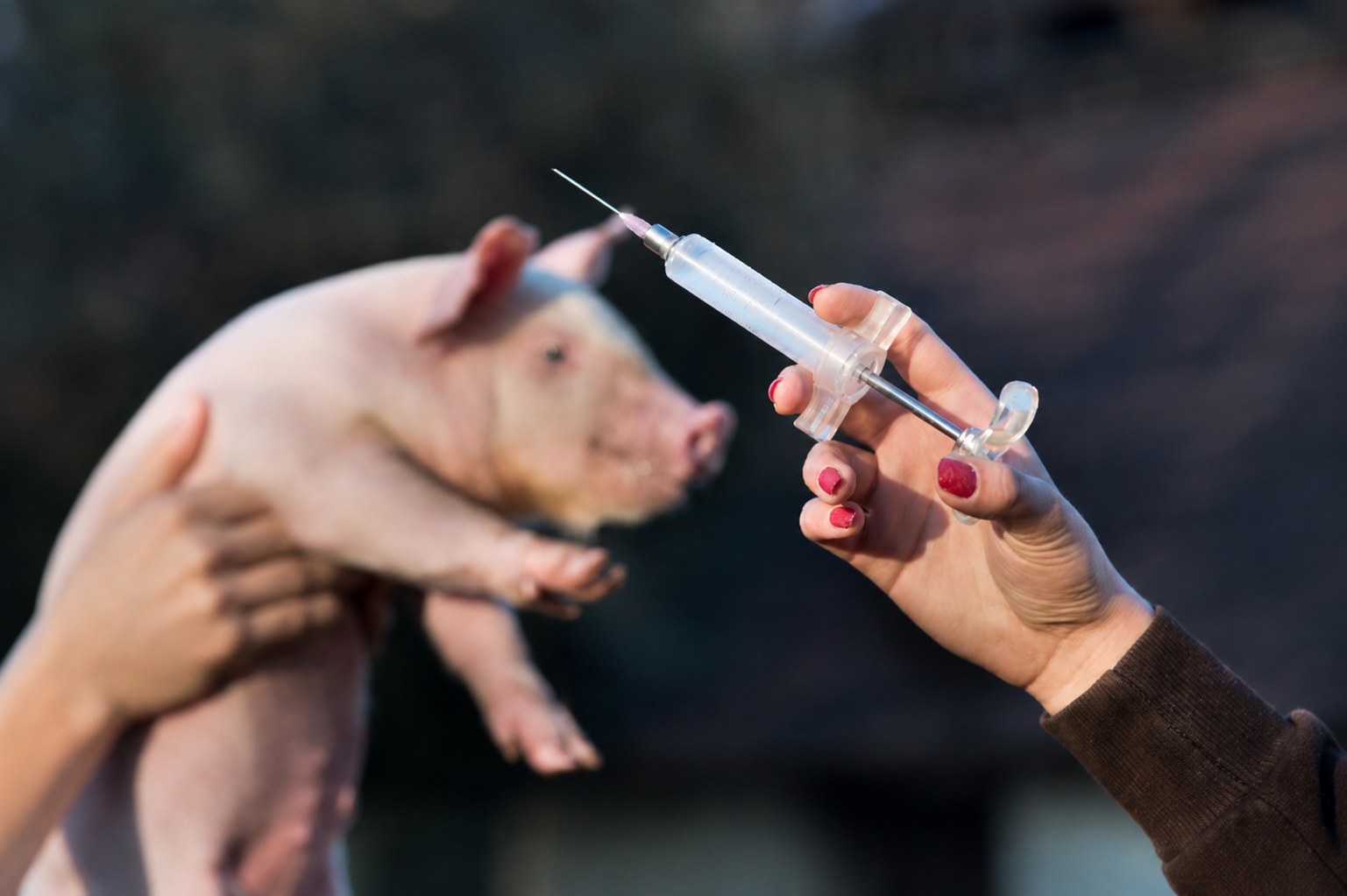Leitões na maternidade