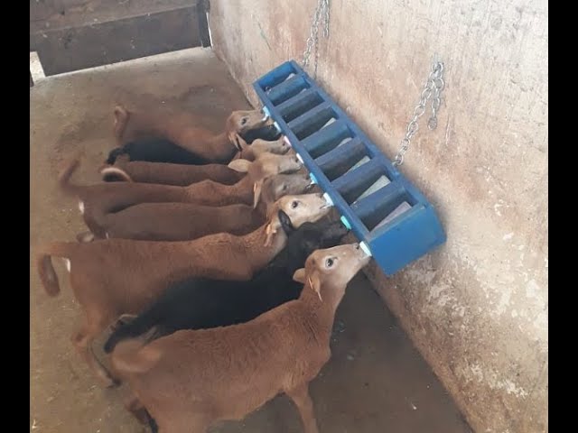 Criação de ovinos