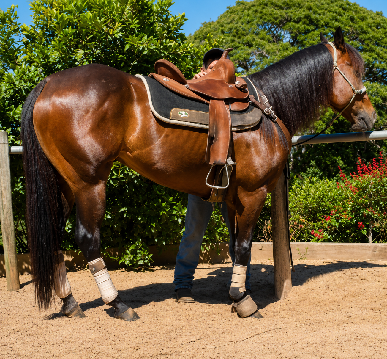 Rotina diária de cuidados com o cavalo