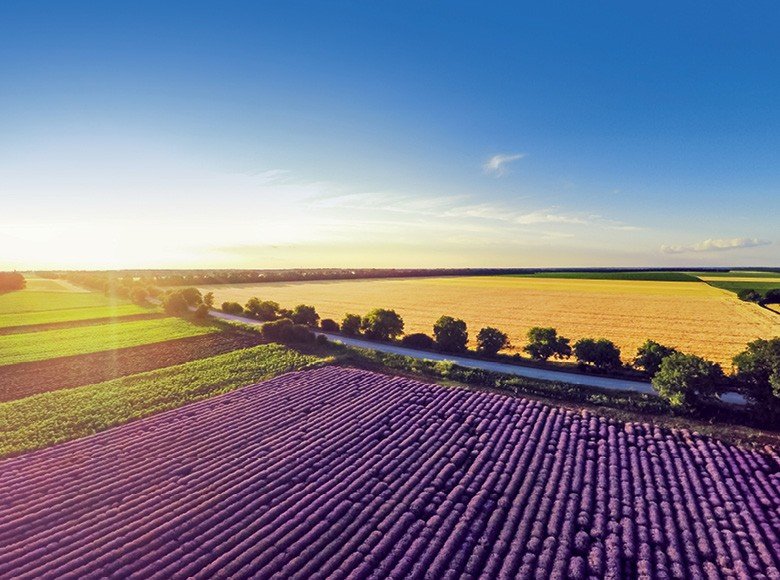 Pequena produção rural de lavanda