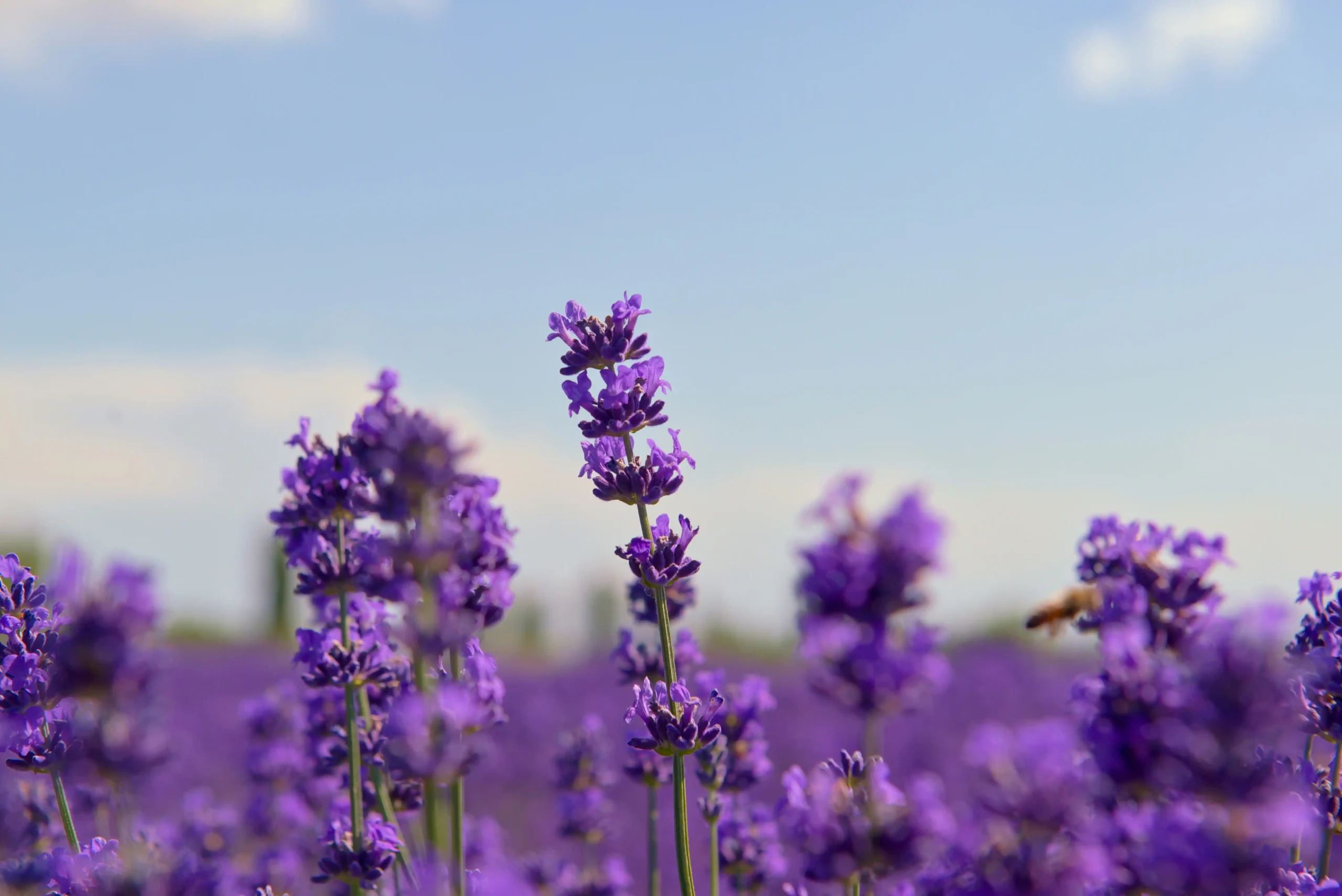 Campo de lavanda em cultivo