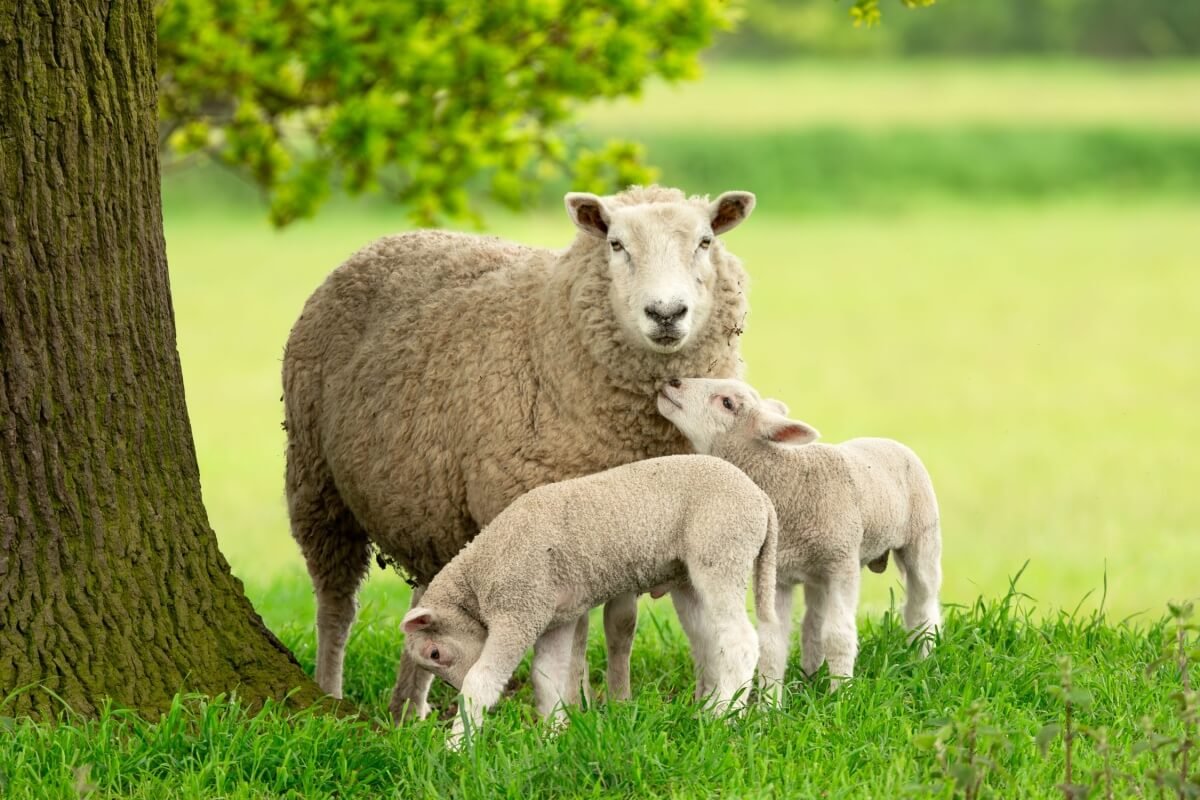 Ovelha no campo