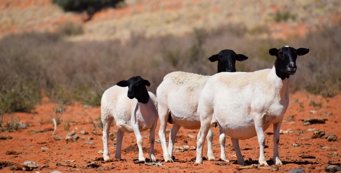 Rebanho de ovelhas no campo