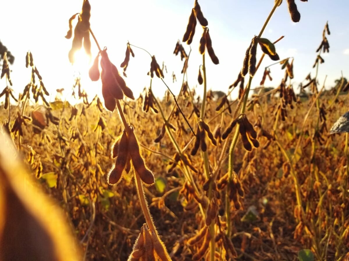 Ambiente rural sob condições de calor e variação climática